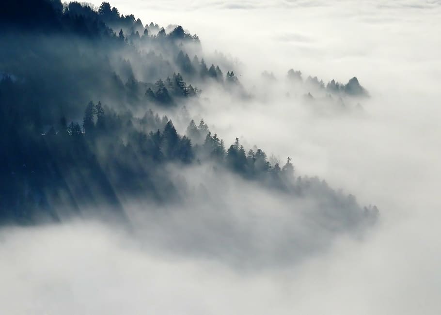 霧, 覆われた, 緑, 山, 森, 自然, 冬, 木, 冬の気分, 大気