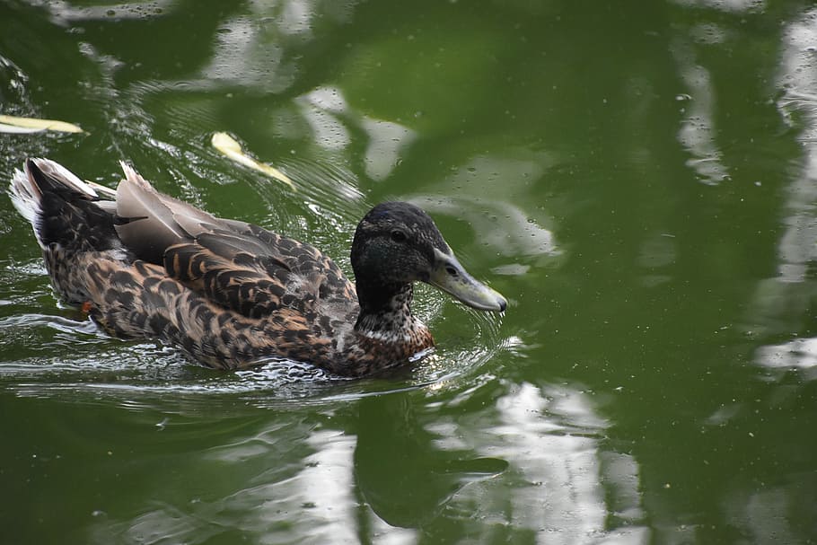 Green Water, Duck, Rapid, Swim, water, animals in the wild, lake, waterfront, one animal, temas de animales