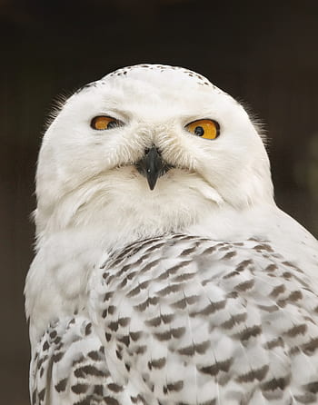 Royalty-free hedwig photos free download | Pxfuel