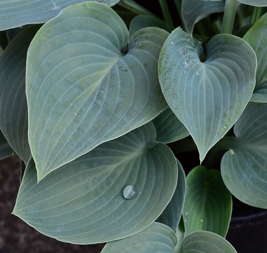 plantain lily, hosta, big daddy, green, leaf, leaves, plant, droplet, water, raindrop