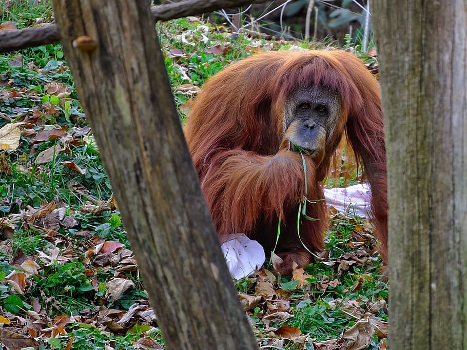 Orangután, Primado, Mono, vida silvestre, naturaleza, recinto, zoológico, lindo, animal, peludo