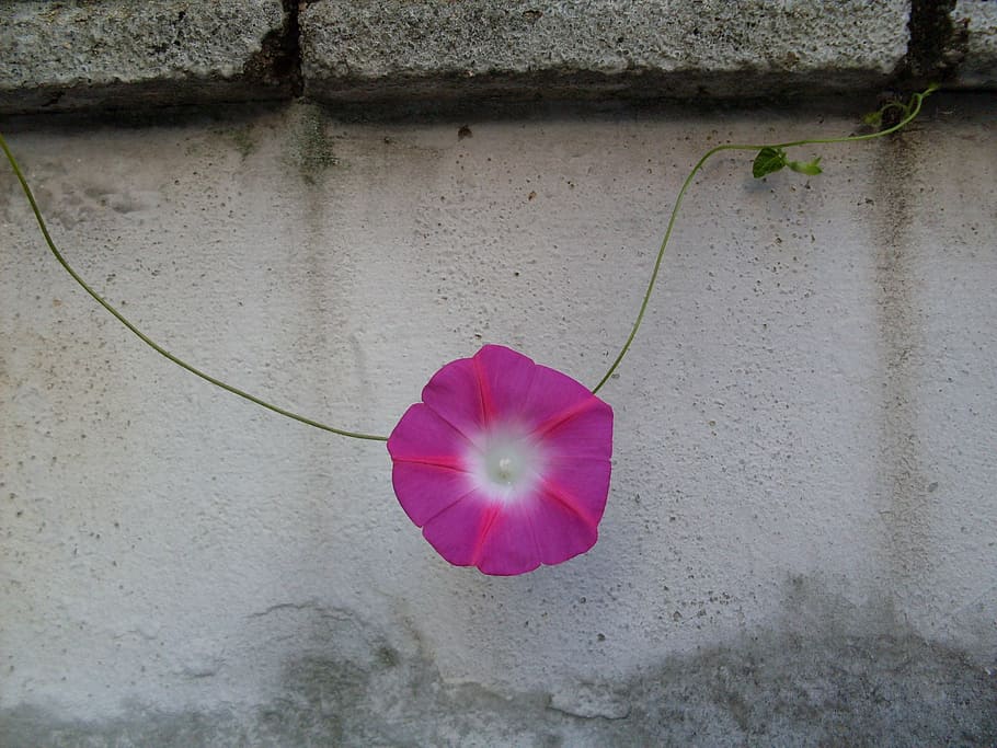 morning glory, city, fence, flower, flowering plant, plant, wall - building feature, fragility, vulnerability, petal