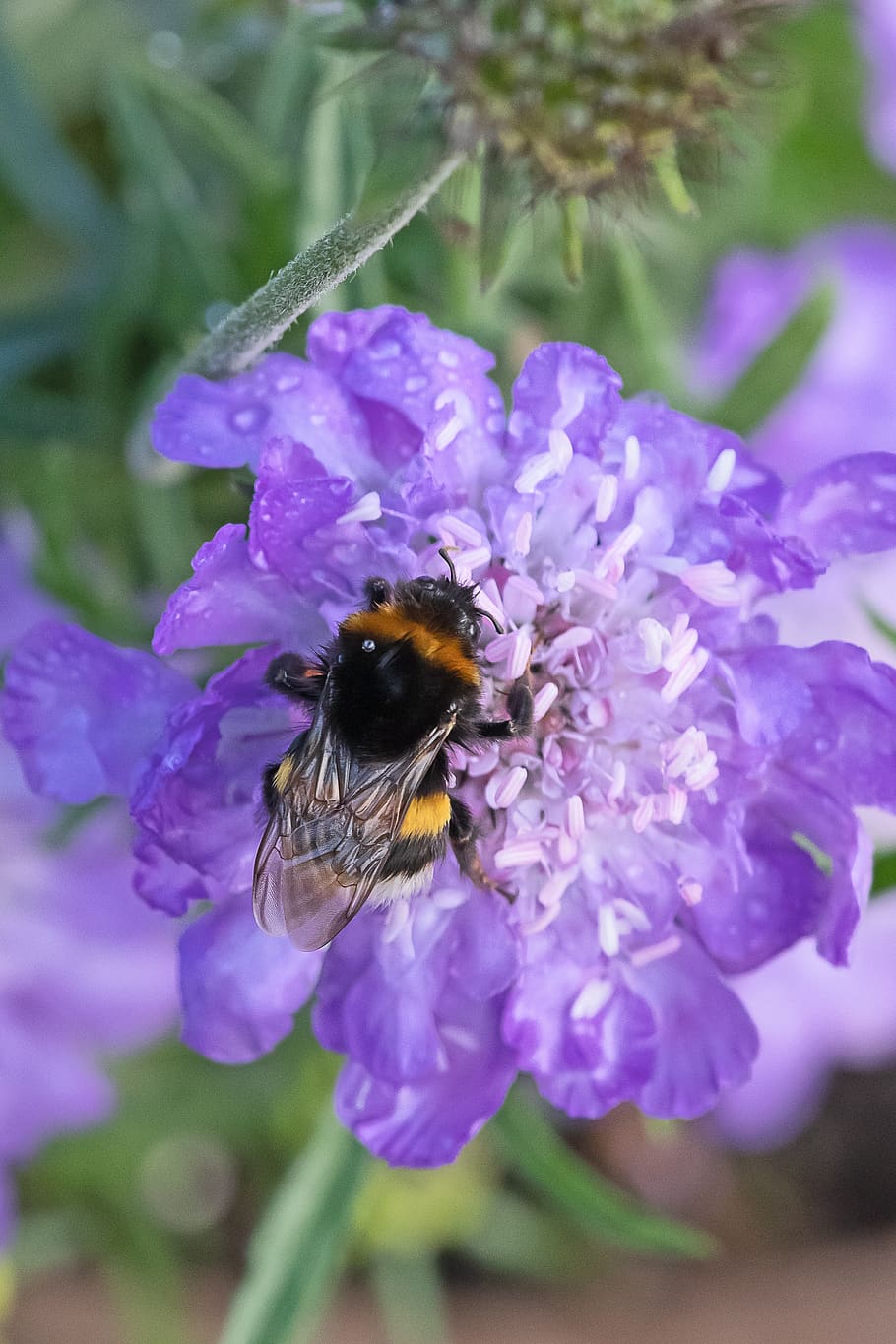 bee, bumblebee, havehumle, flower, scabiosa, insect, insects, wings, petals, stamens