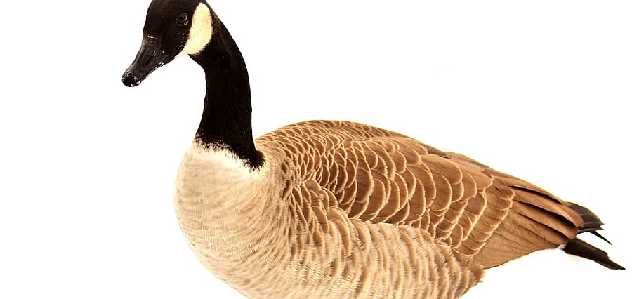 goose, water bird, snow, winter, wildlife photography, animal world, head, animal themes, animal, bird
