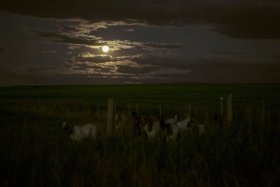 scenery, full, moon, herd, goat, field, dark, night, clouds, sky