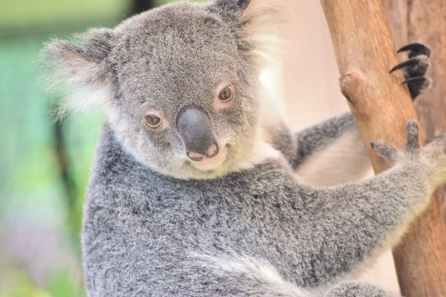 koala, naturaleza, vida silvestre, mamífero, lindo, australia, eucalipto, animal, árbol, un animal