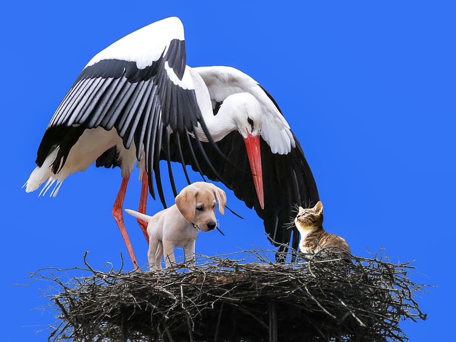 yellow, labrador retriever puppy, white, black, Animal, Bird, Stork, Dog, Cat, Nest