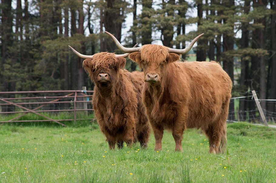 Highlandrind, Highlands, Islands, Highlands and Islands, Speyside, carne de res, Highland ganado, Highland beef, vaca, pasto