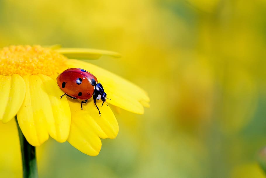 insects, yellow, flower, ladybug, bug, red, insect, invertebrate, animal themes, animal