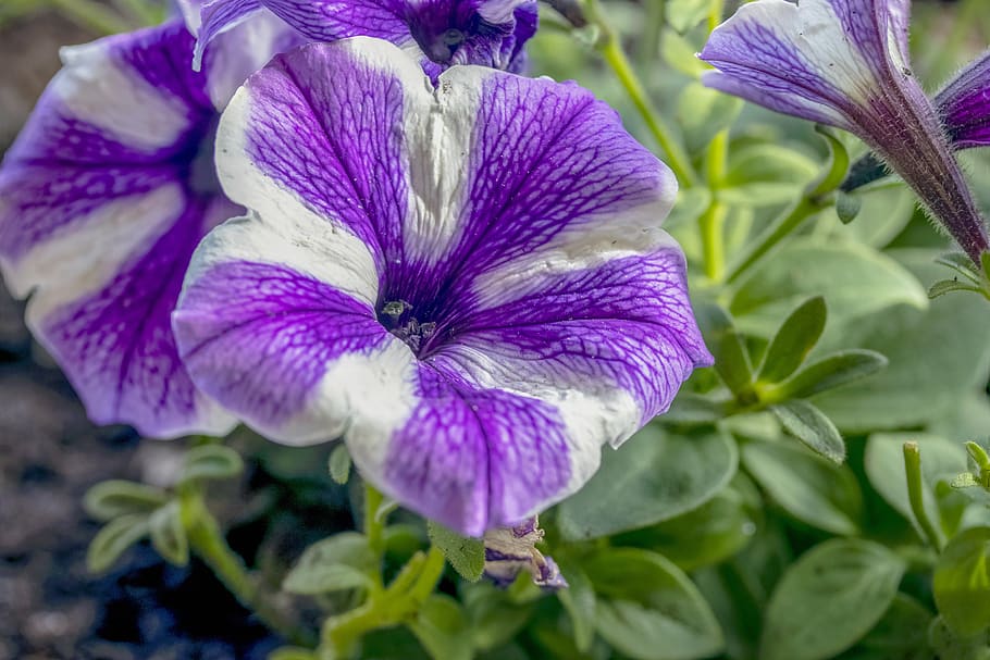 petunia, petunia flower, purple petunias, petunia hybrida, images of petunias, image of petunia, petunias images, mauve petunia, petunia image, petunia violet