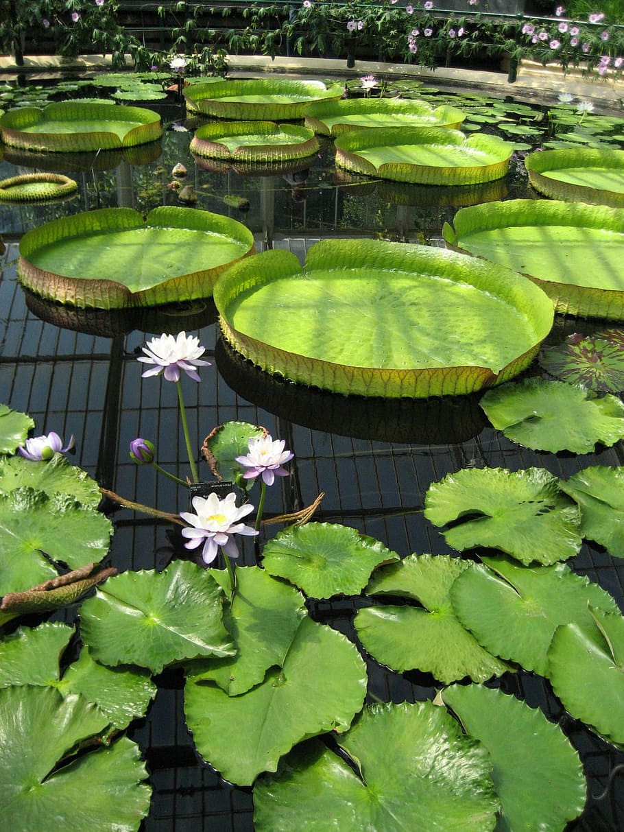 pond, lily pad, kew gardens, botanic, botanical, flower, green, water, botany, garden