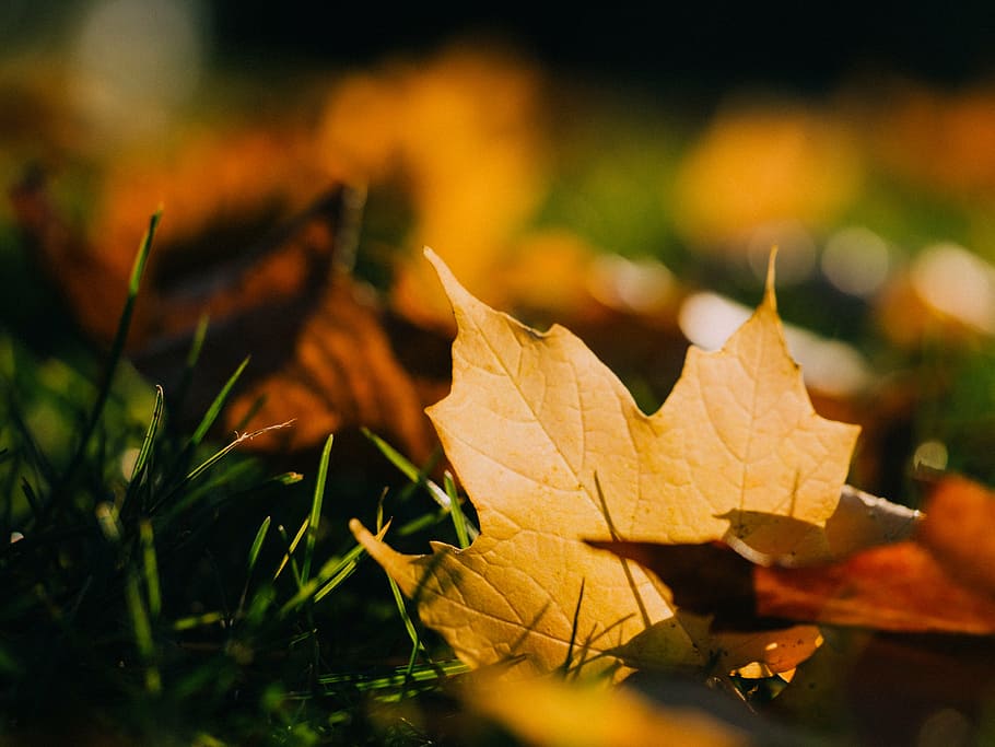 selective, focus photography, maple leaf, photography, maple, leaf, leaves, grass, nature, autumn