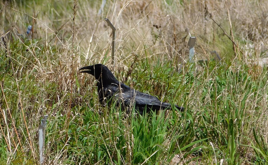 cuervo, en la hierba, pájaro, hierba, naturaleza, negro, córvidos, corvus, césped, temas de animales