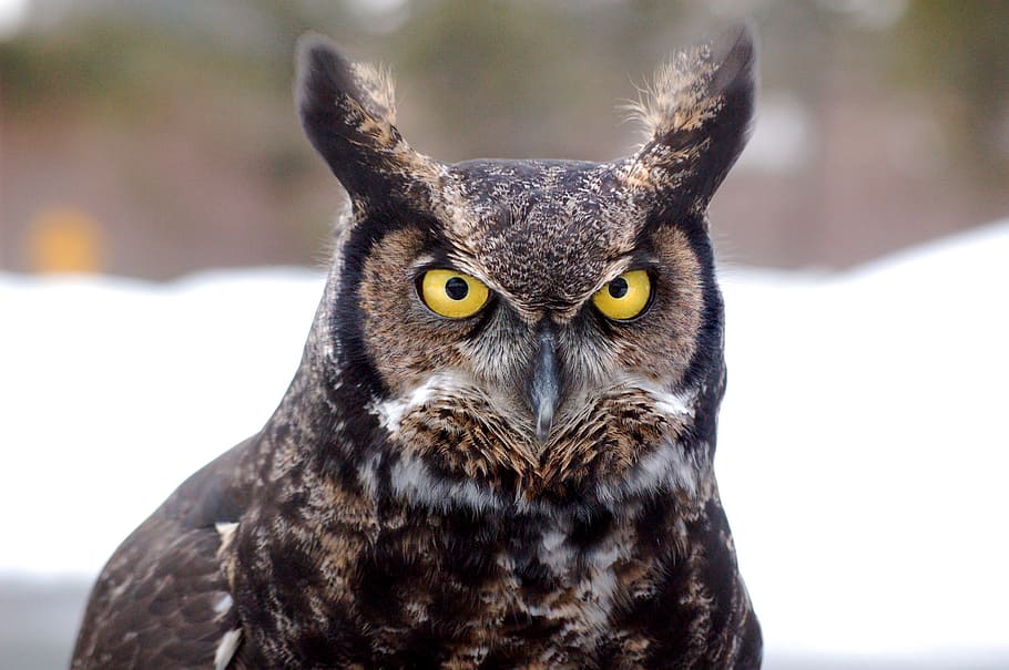 brown, black, owl, great horned owl, bird, northern, alaska, ghow, great, horned