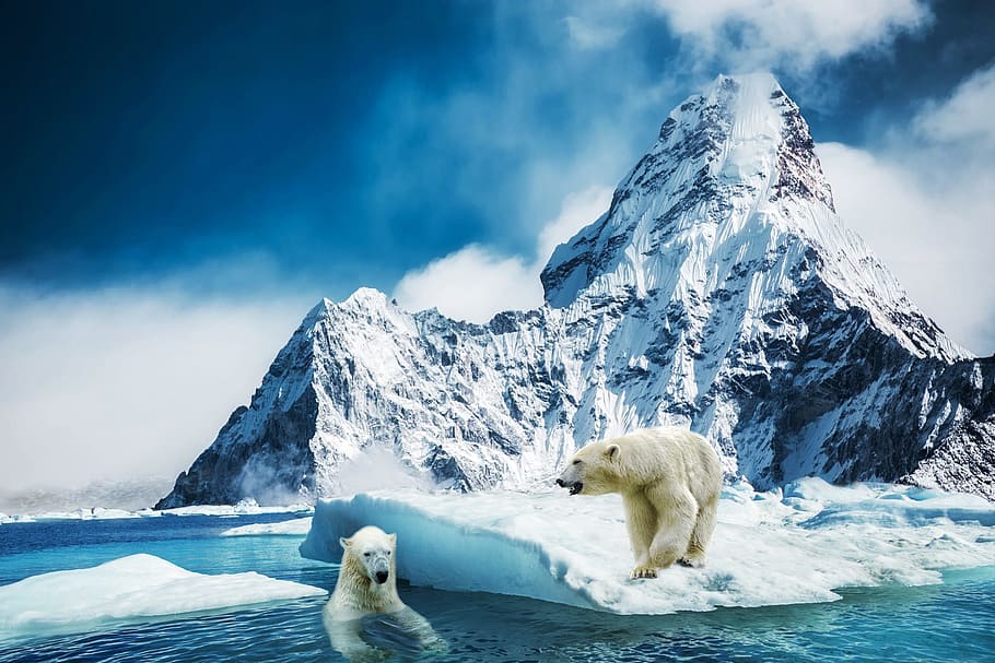 two, white, polar, bears, ice mountain, mountain, polar bear, glass, bear, animal