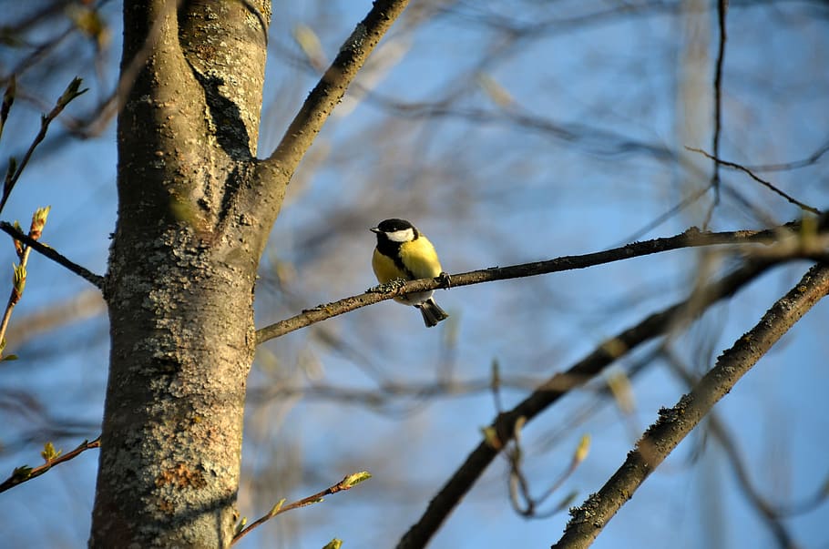 Skellefteå, Carbonero común, Pájaro, Pequeño, pájaros pequeños, naturaleza, rama, árbol, animal, fauna