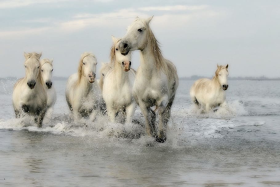 tujuh, putih, kuda, berlari, menyeberang, air, kuda putih, menyeberangi air, surai, menunggang kuda