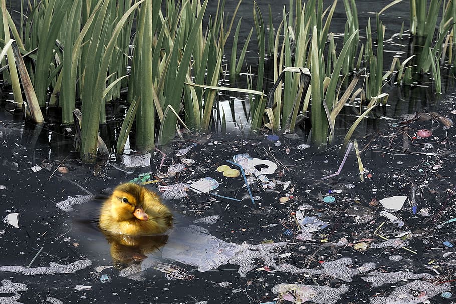nature, landscape, pollution, garbage, dirt, plastic, dirty, water, duck, ducky