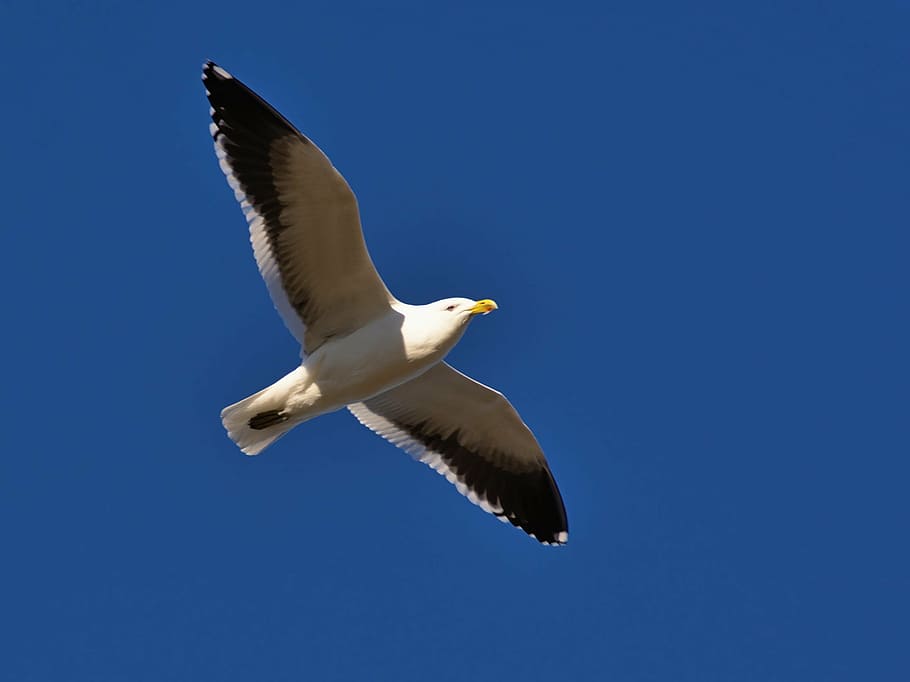 fotografia da vida selvagem, branco, gaivota, voo, dia, azul, céu, pássaro, animal, um animal