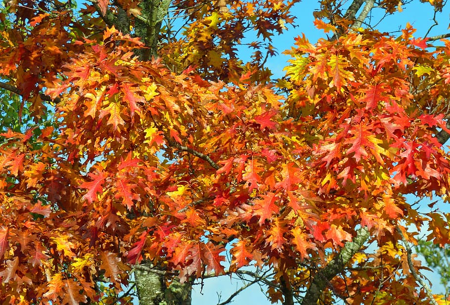 秋, 色, 秋の紅葉, 紅葉, 色が落ちる, 明るい色, 葉が落ちる, メープル, 変化, 葉