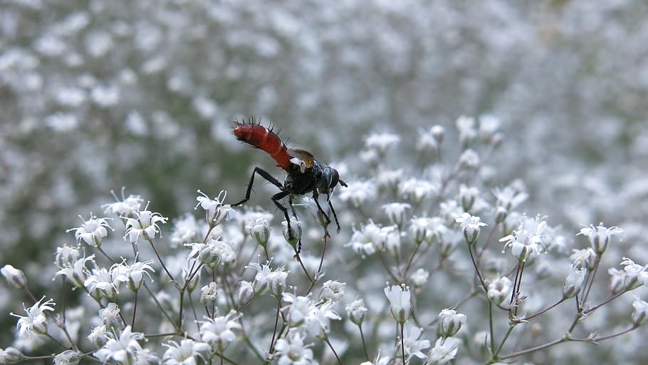predator fly, fly, cylindroma bicolor, insect, gypsophila, white flower, animal themes, flower, flowering plant, animal