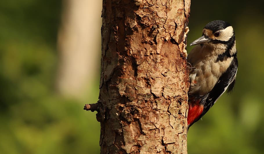 woodpecker, forest, nature, woodlands, animals in the wild, animal wildlife, one animal, animal themes, animal, tree