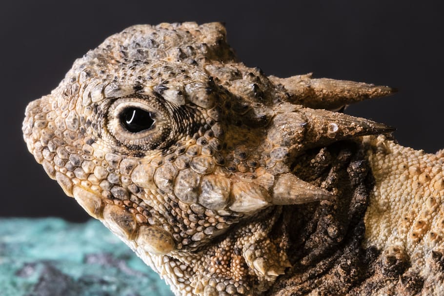 horned toad, horned lizard, lizard, reptile, wildlife, animal, scaled, reptilian, scales, one animal