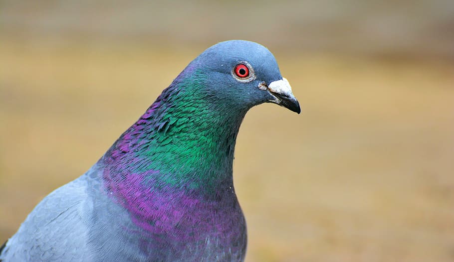 closeup, gray, green, pigeon, dove, bird, plumage, birds, city pigeon, street deaf