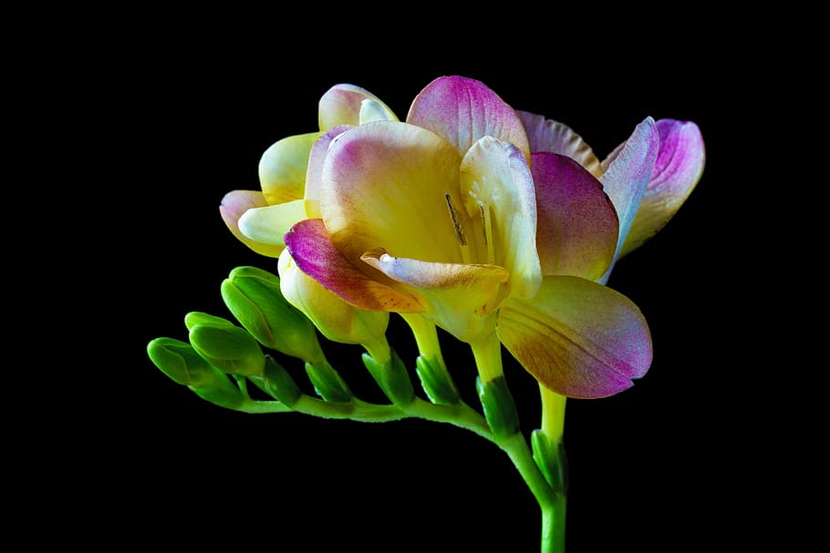 yellow, pink, freesia flower, sia, flower, blossom, bloom, spring, close, colorful