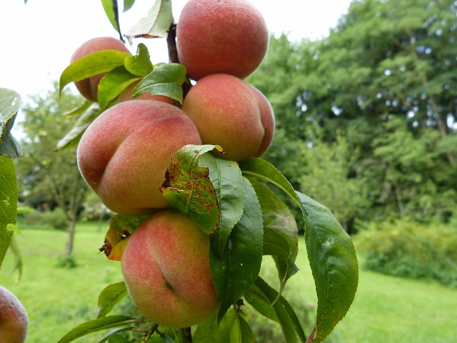 peaches, tree, fruits, fruit, stone fruit, prunus persica, prunus, rose greenhouse, rosaceae, peach tree