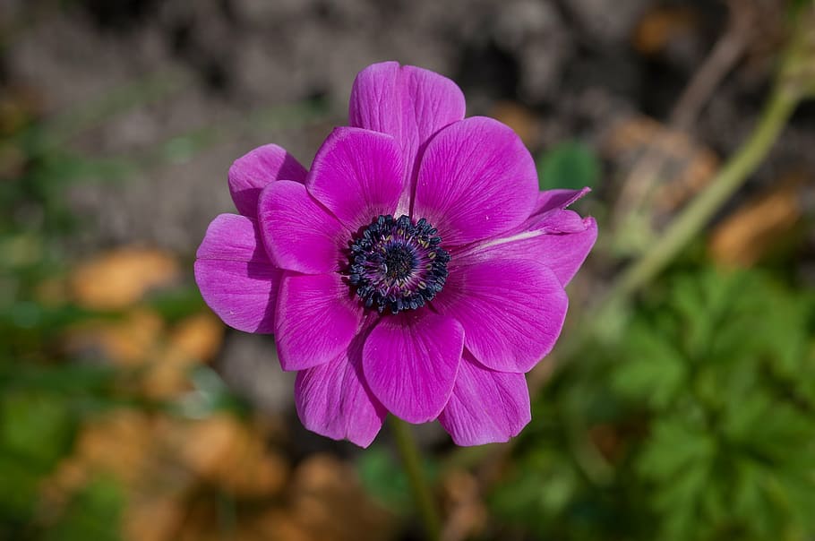 selectiva, foto de enfoque, púrpura, flor de anémona, floración, flor, rosa, pétalos, violeta, fucsia