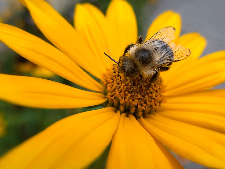lebah, musim semi, bunga, serbuk sari, alam, di luar rumah, organik, sayap, sarang lebah, taman