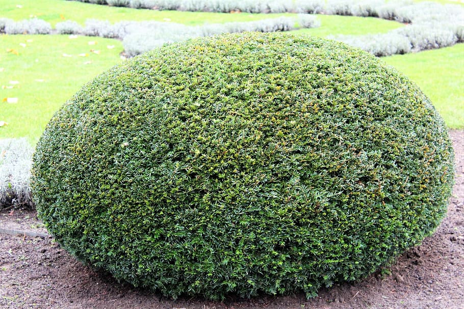 bush, oval, green, egg shaped, cheerful, nature, grass, green Color, plant, outdoors