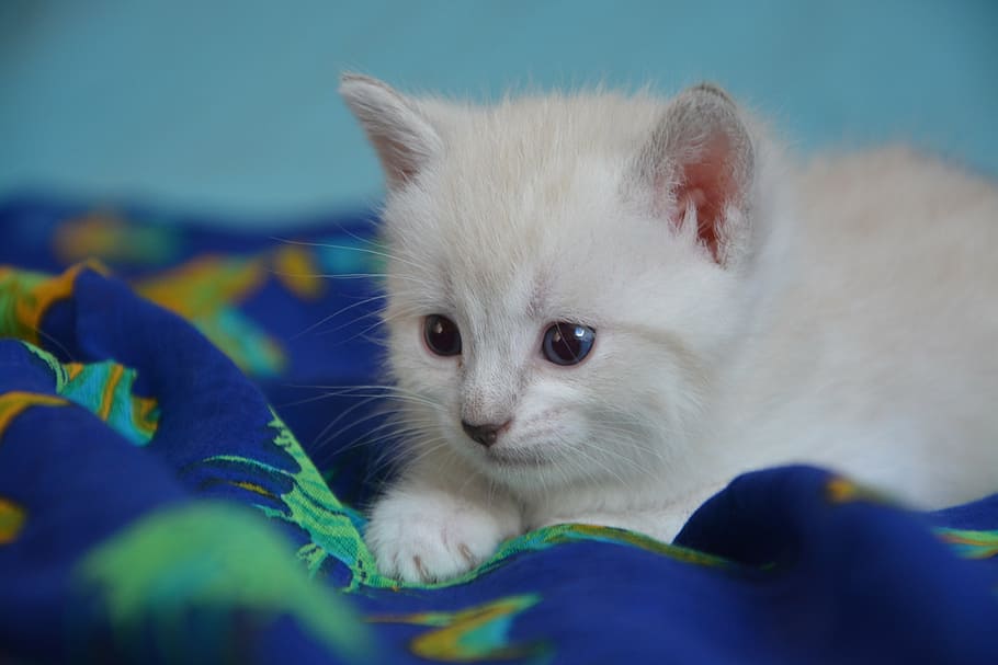 blanco, gatito, cama, gatito gato, petit, felino, lindo, animal, lindo gatito, ojos de gato