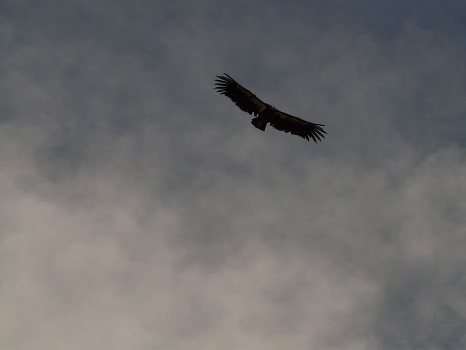 California Condor, Bird, Animal, condor, fly, sky, grand canyon national park, national park, arizona, usa