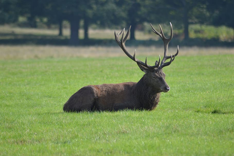 brown, buck, sitting, grass field, wild boar deer, forest, nature, animal, animal wildlife, one animal