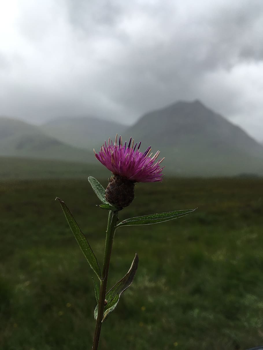 scotland, thistle, scottish, flower, nature, purple, summer, symbol, botany, wild