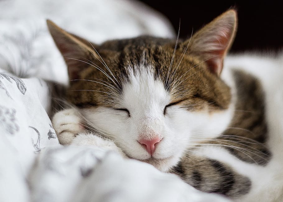 gato, animal, gatito, lindo, piso, dormir, mascota, bigotes, gato doméstico, doméstico