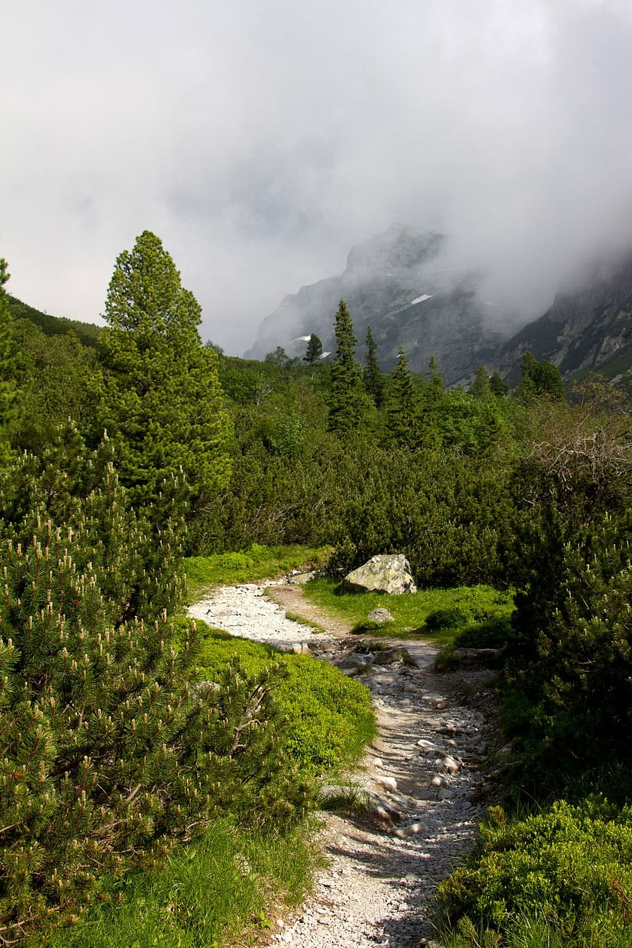 Hiking, Path, Mountain, Woods, Woodland, hiking, path, nature, fresh, air, healthy