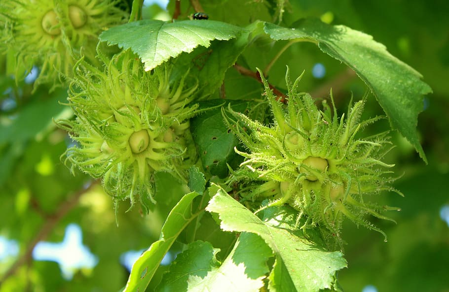 hazel, hazelnuts, hazel lear, tree, the fruit of the hazel, summer, nature, green color, growth, leaf