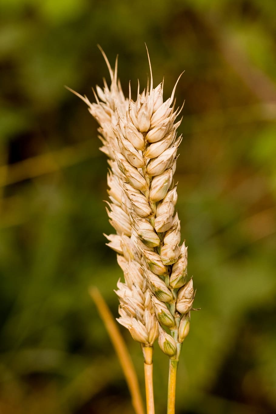 Trigo, Caule, Close-Up, caule de trigo, dourado, detalhes, natureza, grãos, culturas, agricultura