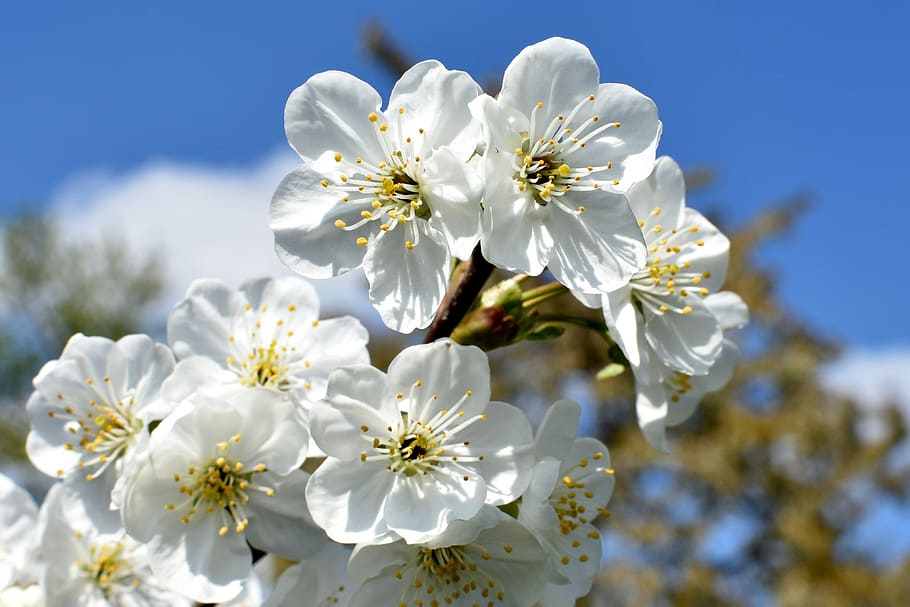 closeup, fotografi, putih, pohon berbunga, mekar, ceri, bunga, alam, sedih, musim semi