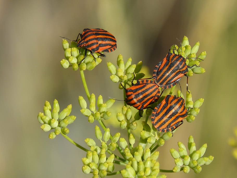 four, orange-and-black insects, green, plants, beetles, bugs, reproduction, couple, insects, striped