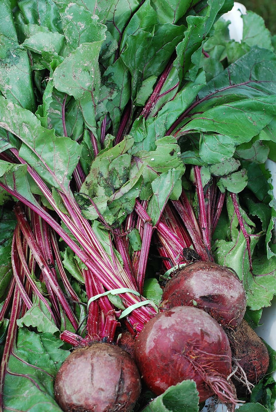 red beets, red, purple, beets, gold, golden, beet, nutrition, food, diet