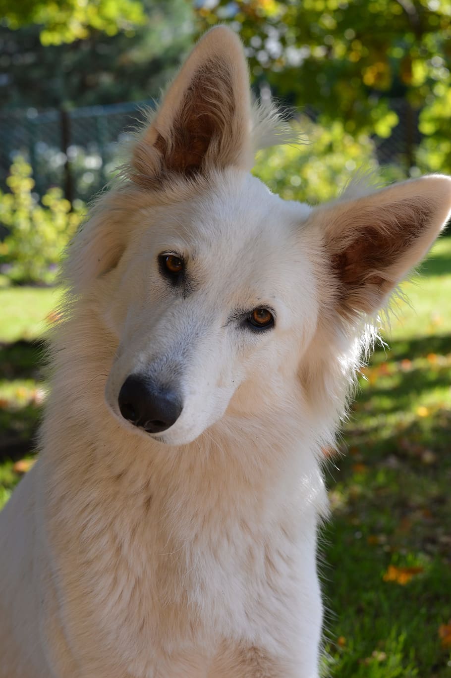 adult, white, german shepherd close-up photo, swiss white shepherd, white dog, dog, head tilt, one animal, domestic, domestic animals