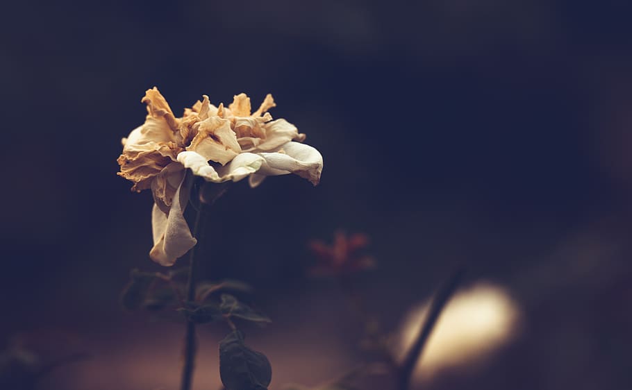 roses, withered flowers, wreckage, death, loneliness, love, wait, landscape, flower, flowering plant