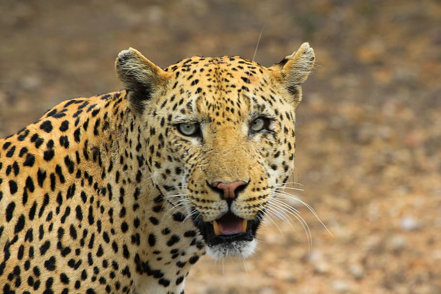 close, leopard, animals, cheetah, muzzle, head, animal, jaguar, wildlife, undomesticated Cat