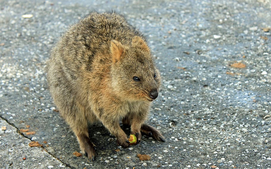 Quokka, Marsupial, Canguro, Australia, isla Rottnest, un animal, fauna animal, temas de animales, animales salvajes, al aire libre