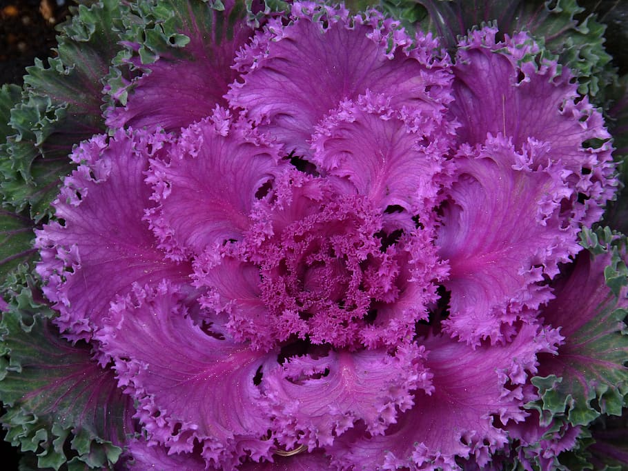 plant, ornamental cabbage, purple, leaves, colorful, fractal, close-up, freshness, pink color, nature