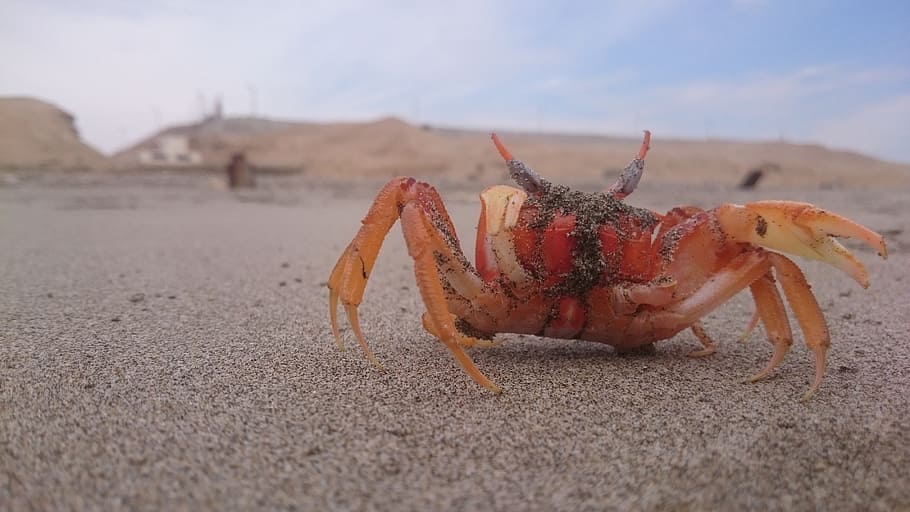 crab, beach, approach, sand, one animal, animal themes, animals in the wild, animal, animal wildlife, land
